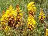 Cistanche phelypaea