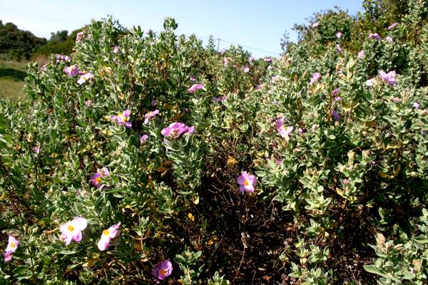 Grey-leaved Cistus near the coast, Algarve, Portugal