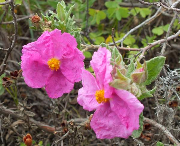 Flowers of Cistus albidus