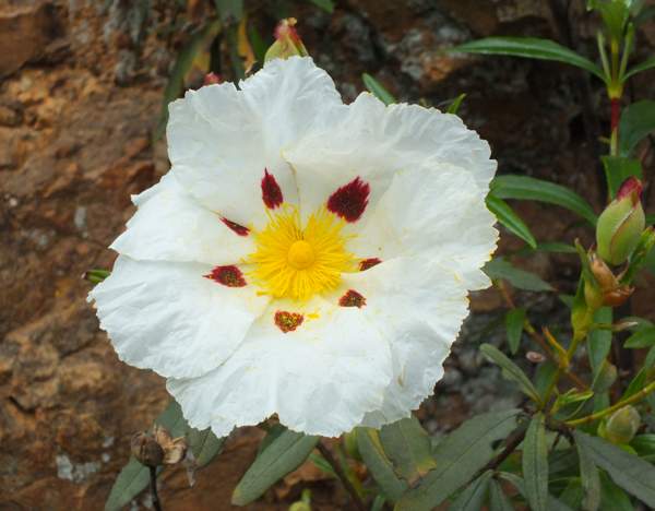 Cistus ladanifer