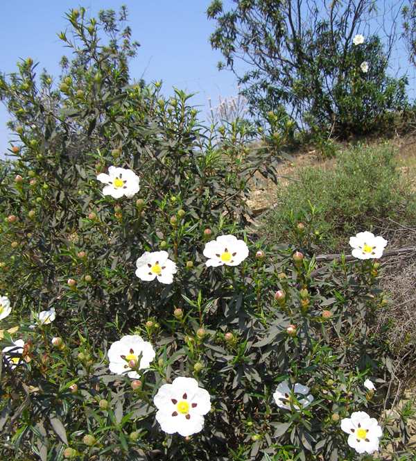 Gum Cistus bushes in the Algarve