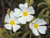Cistus monspeliensis