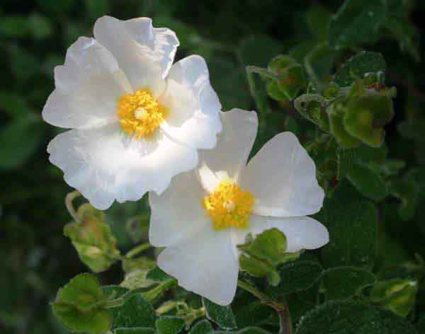 /Cistus salviifolius - Sage-leaved Cistus