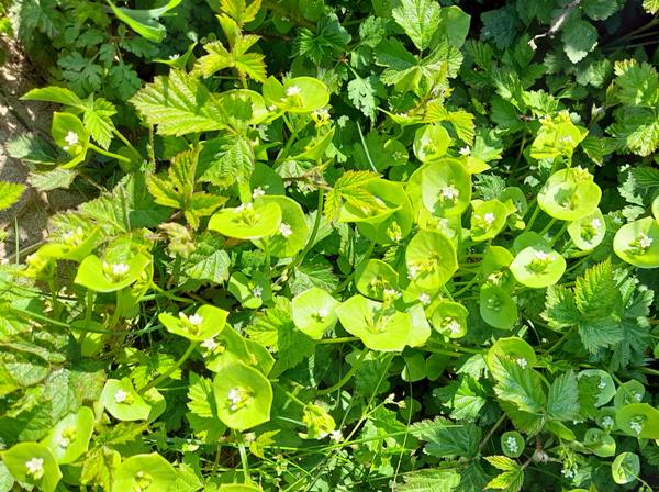Claytonia perfoliata, Winter Purslane or Spring Beauty