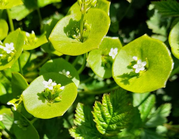 Claytonia perfoliata, North Wales