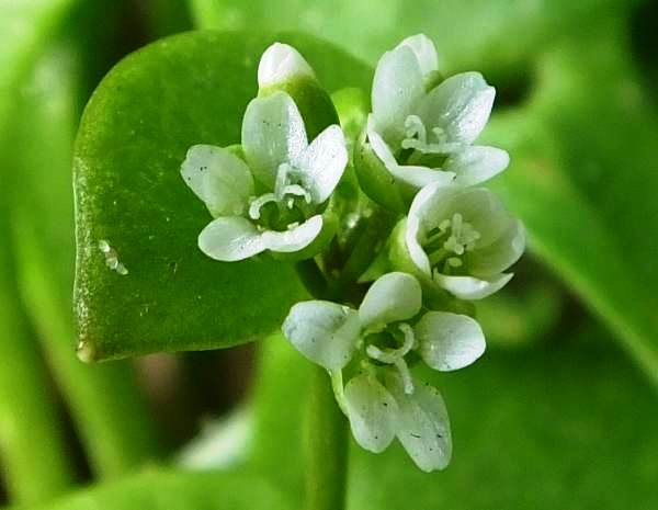Claytonia perfoliata, closeup of flowers