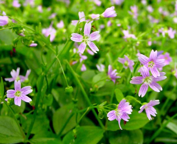 Pink Purslane Claytonia siberica