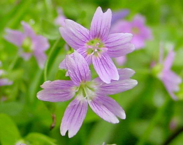 Flowers of Pink Purslane - closeup picture