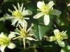 Clematis vitalba, Old Man's Beard