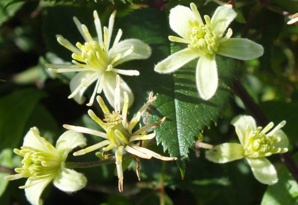 Clematis vitalba growing at Nicholaston in Wales