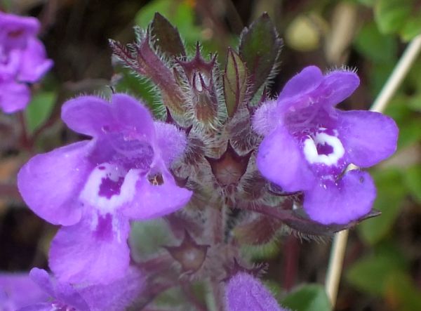 Closup of f;lowers of Rock Thyme or Alpine Calamint, Clinopodium alpinum