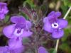 Clinopodium alpinum, Rock Thyme or Alpine Calamint