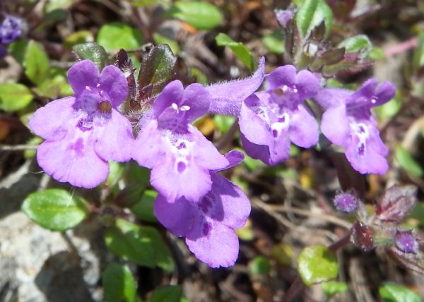 patterned lower lips of Rock Thyme or Alpine Calamint, Clinopodium alpinum are very variable