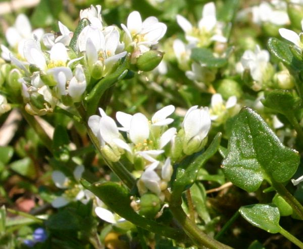 Cochlearia danica, Danish Scurvy-grass showing flowers and leaves