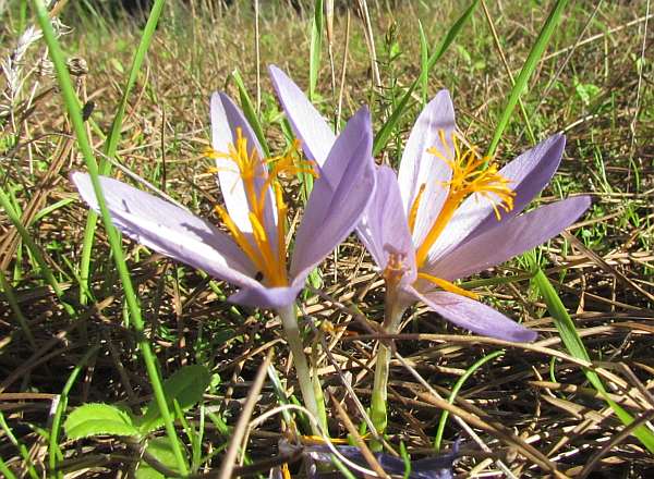 Autumn Crocus flowering in the Algarve