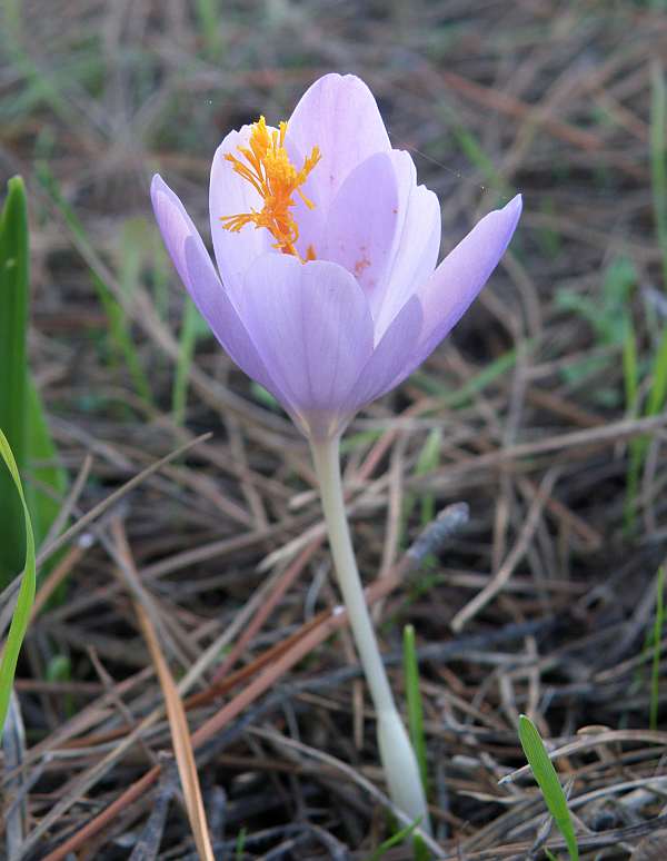 Autumn Crocus, Portugal