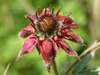 Marsh Cinquefoil, Comarum palustre, synonym Potentilla palustris