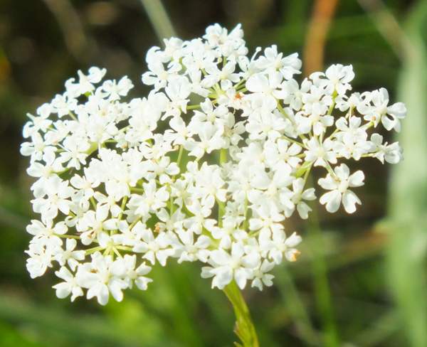 Conopodium majus, Pignut, closeup of flowers