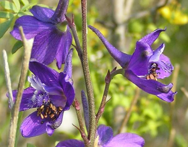 Consolida ambigua, close-upof flowers