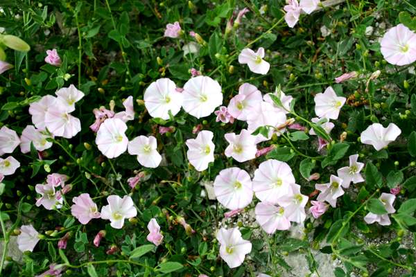 Convolvulus arvensis, Field bindweed