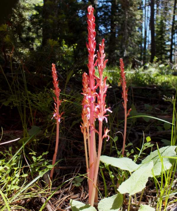 Western Coralroot Orchid - Corallorhiza mertensiana