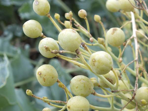 Crambe maritima, Sea-kale, seed pods