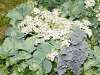 Crambe maritima