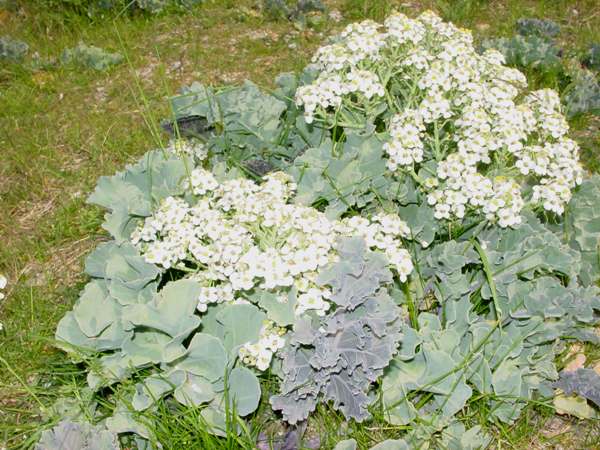 Sea-kale growing in shingle