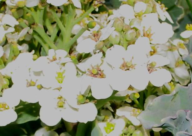 Flowers of Sea-kale
