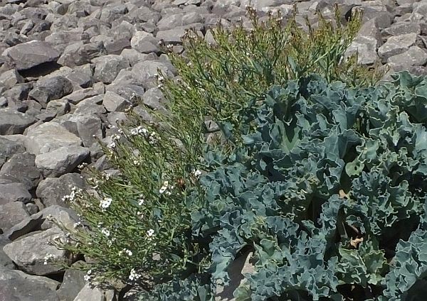 Sea Kale in coastal gravel beside the Conwy Estuary