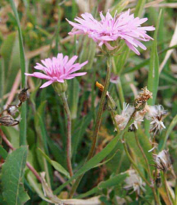 Pink Hawksbeard
