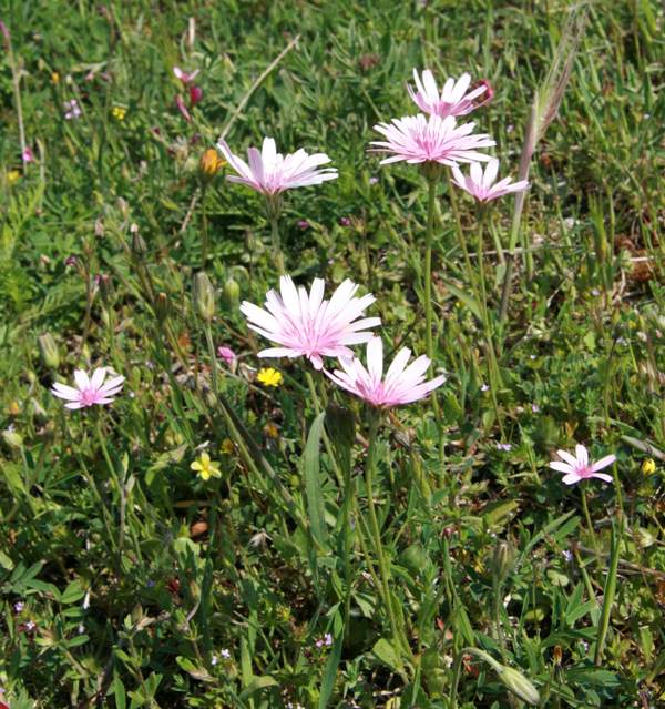 Pink Hawksbeard, Italy