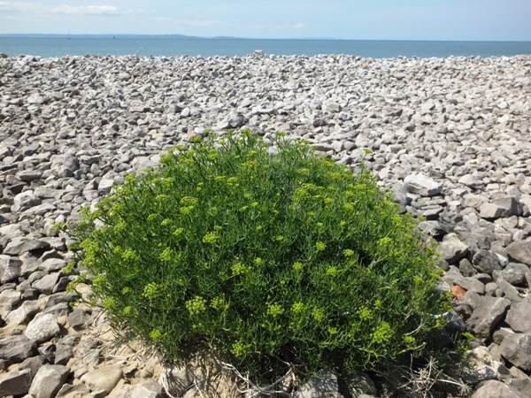 Closeup of flowers of Hogweed, Crithmum maritimum