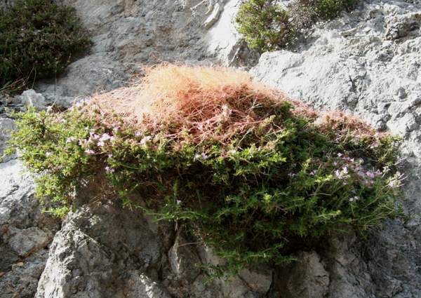 Common Dodder
