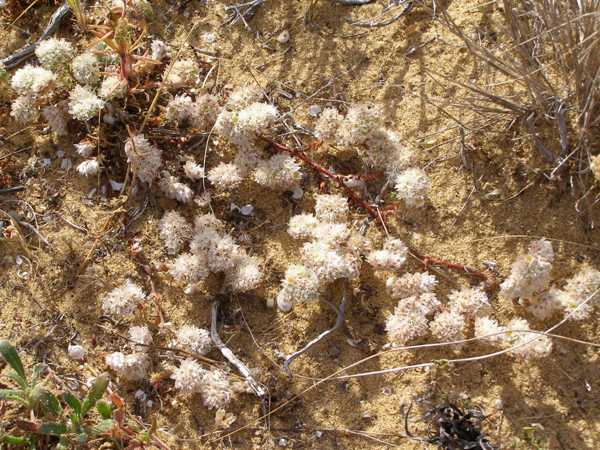 Common Dodder flower close up