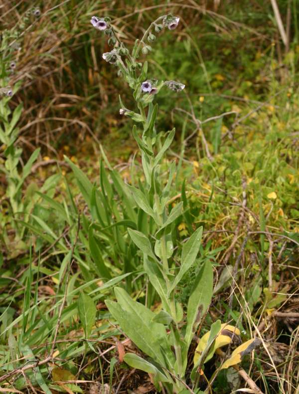 Cynoglossum creticum, Blue Houndstongue
