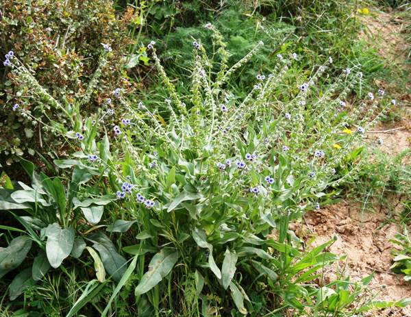 Cynoglossum creticum, a robust plant in full flower