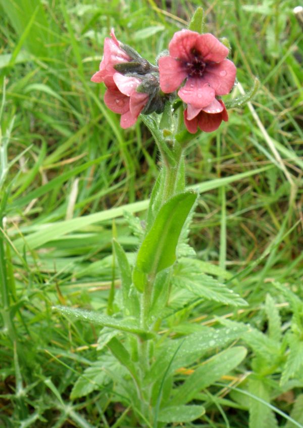 Cynoglossum officinale