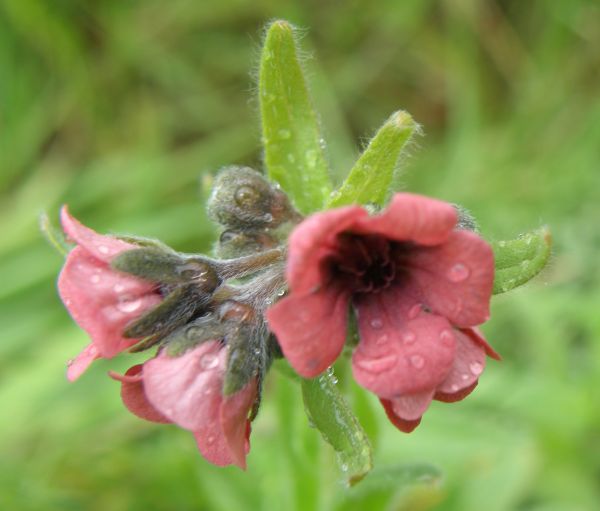 Cynoglossum officinale, Houndstongue, closeup of flowers
