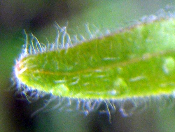 Cynoglossum officinale, closeup of the hairy leaves