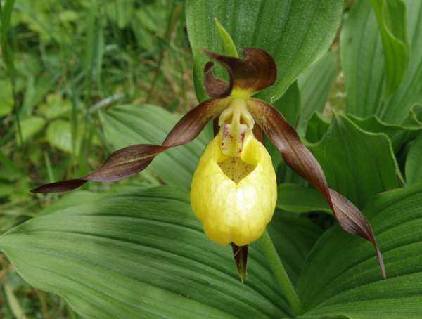 Closeup of Cypripedium calceolus- Lady's Slipper orchid