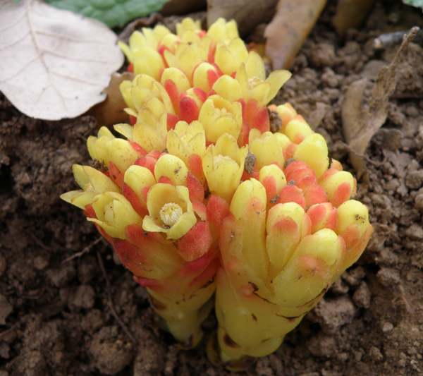 Cytinus hypocistis, side view