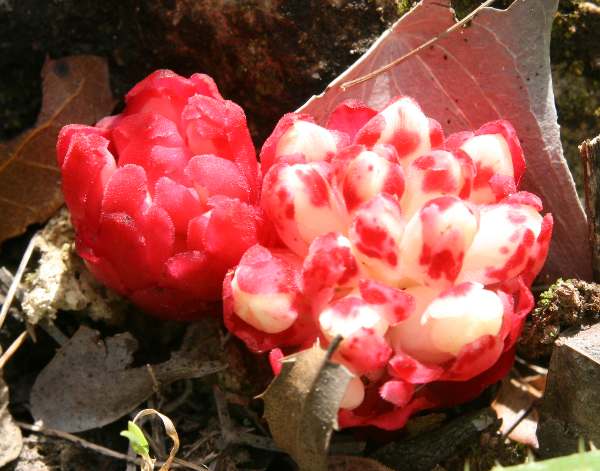 Cytinus ruber, southern Portugal