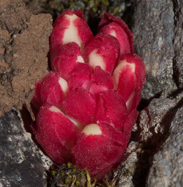Cytinus ruber, Portugal