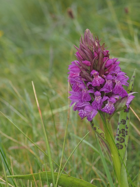 Dactylorhiza kerryensis