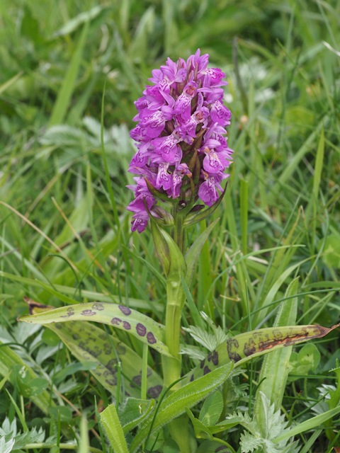 Dactylorhiza kerryensis
