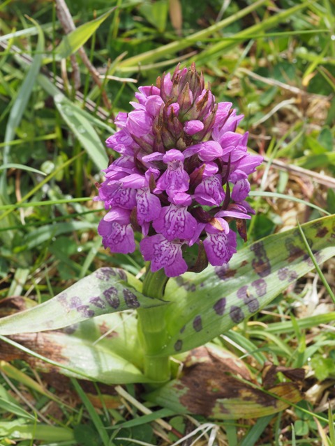 Dactylorhiza kerryensis