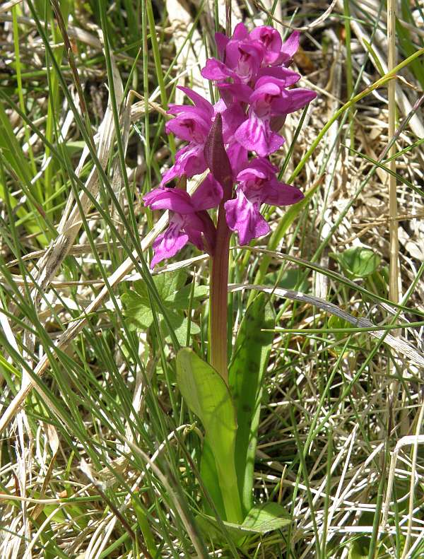 Heart-flowered Marsh-orchid, Dactylorhiza cordigera