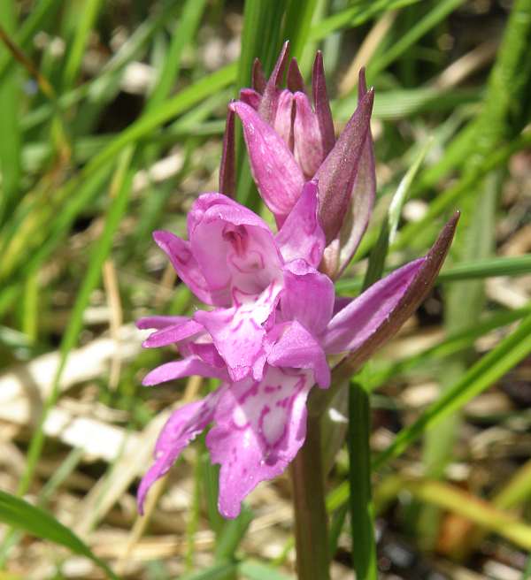Dactylorhiza cordigera - close up of flower spike, Bulgaria