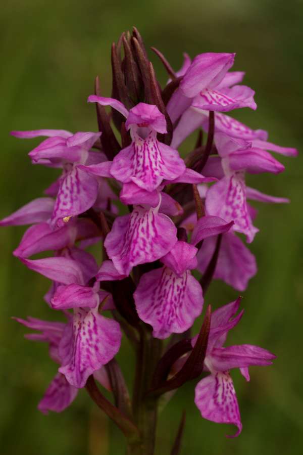 Dactylorhiza elata var brenensis, in France